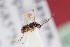  ( - ZSM-HYM-33412-C12)  @11 [ ] by-nc-sa (2023) SNSB, Staatliche Naturwissenschaftliche Sammlungen Bayerns ZSM (SNSB, Zoologische Staatssammlung Muenchen)