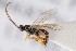  ( - ZSM-HYM-33412-G08)  @11 [ ] by-nc-sa (2023) SNSB, Staatliche Naturwissenschaftliche Sammlungen Bayerns ZSM (SNSB, Zoologische Staatssammlung Muenchen)