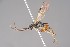  ( - ZSM-HYM-33412-G11)  @11 [ ] by-nc-sa (2023) SNSB, Staatliche Naturwissenschaftliche Sammlungen Bayerns ZSM (SNSB, Zoologische Staatssammlung Muenchen)