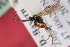  (Endasys strictogastris - ZSM-HYM-33412-G12)  @11 [ ] by-nc-sa (2023) SNSB, Staatliche Naturwissenschaftliche Sammlungen Bayerns ZSM (SNSB, Zoologische Staatssammlung Muenchen)
