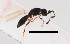  ( - ZSM-HYM-33421-A11)  @11 [ ] by-nc-sa (2021) SNSB, Staatliche Naturwissenschaftliche Sammlungen Bayerns ZSM (SNSB, Zoologische Staatssammlung Muenchen)