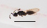  ( - ZSM-HYM-33421-B01)  @11 [ ] by-nc-sa (2021) SNSB, Staatliche Naturwissenschaftliche Sammlungen Bayerns ZSM (SNSB, Zoologische Staatssammlung Muenchen)