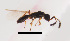  ( - ZSM-HYM-33421-C04)  @11 [ ] by-nc-sa (2021) SNSB, Staatliche Naturwissenschaftliche Sammlungen Bayerns ZSM (SNSB, Zoologische Staatssammlung Muenchen)
