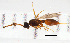 (Pantoclis VC035 - ZSM-HYM-33421-H04)  @11 [ ] by-nc-sa (2021) SNSB, Staatliche Naturwissenschaftliche Sammlungen Bayerns ZSM (SNSB, Zoologische Staatssammlung Muenchen)