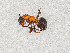 ( - ZSMHYM30190-C10)  @11 [ ] CreativeCommons - Attribution Non-Commercial Share-Alike (2019) SNSB, Staatliche Naturwissenschaftliche Sammlungen Bayerns ZSM (SNSB, Zoologische Staatssammlung Muenchen)