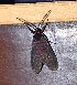  ( - YB-BCI189595)  @11 [ ] No Rights Reserved  Unspecified Unspecified
