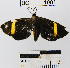  (Ephialtias - YB-BCI1001)  @13 [ ] No Rights Reserved  Unspecified Unspecified