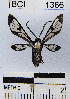  (Saurita cryptoleuca - YB-BCI1366)  @13 [ ] No Rights Reserved  Unspecified Unspecified