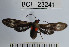  (Hypocladia restricta - YB-BCI23241)  @14 [ ] No Rights Reserved  Unspecified Unspecified