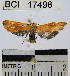  (Lycomorphodes bicolor - YB-BCI17498)  @12 [ ] No Rights Reserved  Unspecified Unspecified