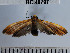  ( - YB-BCI40797)  @12 [ ] No Rights Reserved  Unspecified Unspecified