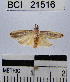  ( - YB-BCI21516)  @12 [ ] No Rights Reserved  Unspecified Unspecified