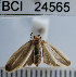  (Rhabdatomis cora - YB-BCI24565)  @12 [ ] No Rights Reserved  Unspecified Unspecified