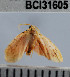  ( - YB-BCI31605)  @11 [ ] No Rights Reserved  Unspecified Unspecified