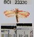  (Stenoma sp. 2YB - YB-BCI23330)  @15 [ ] No Rights Reserved  Unspecified Unspecified