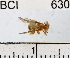  ( - YB-BCI630)  @11 [ ] No Rights Reserved (2011) Yves Basset Smithsonian Tropical Research Institute