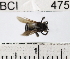  ( - YB-BCI475)  @12 [ ] No Rights Reserved (2011) Yves Basset Smithsonian Tropical Research Institute