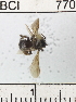  ( - YB-BCI770)  @12 [ ] No Rights Reserved (2011) Yves Basset Smithsonian Tropical Research Institute