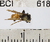  ( - YB-BCI618)  @13 [ ] No Rights Reserved (2011) Yves Basset Smithsonian Tropical Research Institute