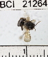  ( - YB-BCI21264)  @12 [ ] No Rights Reserved (2011) Yves Basset Smithsonian Tropical Research Institute