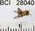  ( - YB-BCI28040)  @11 [ ] No Rights Reserved (2011) Yves Basset Smithsonian Tropical Research Institute