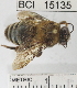  ( - YB-BCI15135)  @11 [ ] No Rights Reserved (2011) Yves Basset Smithsonian Tropical Research Institute