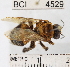  ( - YB-BCI4529)  @11 [ ] No Rights Reserved (2011) Yves Basset Smithsonian Tropical Research Institute