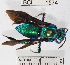  (Exaerete frontalis - YB-BCI1574)  @14 [ ] No Rights Reserved (2011) Yves Basset Smithsonian Tropical Research Institute