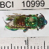  ( - YB-BCI10999)  @11 [ ] No Rights Reserved (2011) Yves Basset Smithsonian Tropical Research Institute