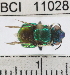  ( - YB-BCI11028)  @11 [ ] No Rights Reserved (2011) Yves Basset Smithsonian Tropical Research Institute