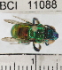  ( - YB-BCI11088)  @12 [ ] No Rights Reserved (2011) Yves Basset Smithsonian Tropical Research Institute