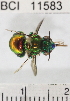  ( - YB-BCI11583)  @11 [ ] No Rights Reserved (2011) Yves Basset Smithsonian Tropical Research Institute