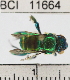  ( - YB-BCI11664)  @13 [ ] No Rights Reserved (2011) Yves Basset Smithsonian Tropical Research Institute