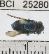  ( - YB-BCI25280)  @14 [ ] No Rights Reserved (2011) Yves Basset Smithsonian Tropical Research Institute