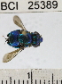  ( - YB-BCI25389)  @12 [ ] No Rights Reserved (2011) Yves Basset Smithsonian Tropical Research Institute