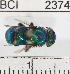  ( - YB-BCI2374)  @11 [ ] No Rights Reserved (2011) Yves Basset Smithsonian Tropical Research Institute