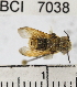  (Megachile sp. 1YB - YB-BCI7038)  @11 [ ] No Rights Reserved (2011) Yves Basset Smithsonian Tropical Research Institute