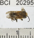  ( - YB-BCI20295)  @13 [ ] No Rights Reserved (2011) Yves Basset Smithsonian Tropical Research Institute