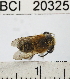  ( - YB-BCI20325)  @14 [ ] No Rights Reserved (2011) Yves Basset Smithsonian Tropical Research Institute