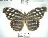  ( - YB-BCI194598)  @11 [ ] No Rights Reserved  Unspecified Unspecified