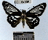  (Phanus marshalli - YB-BCI64005)  @13 [ ] No Rights Reserved  Unspecified Unspecified
