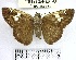  (Telemiades sp. 1YB - YB-BCI166324)  @11 [ ] No Rights Reserved  Unspecified Unspecified