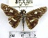  (Vettius sp. 1YB - YB-BCI168371)  @11 [ ] No Rights Reserved  Unspecified Unspecified