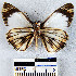  ( - YB-BCI22799)  @12 [ ] No Rights Reserved  Unspecified Unspecified