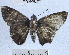  (Telemiades megallus - YB-BCI32741)  @13 [ ] No Rights Reserved (2011) Unspecified Unspecified