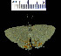  (Calycopis thama - YB-BCI284)  @14 [ ] No Rights Reserved  Unspecified Unspecified