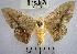  (Cicinnus fogia - YB-BCI171750)  @11 [ ] No Rights Reserved  Unspecified Unspecified