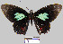  (Parides sesostris tarquinius - YB-BCI10590)  @14 [ ] No Rights Reserved  Unspecified Unspecified