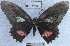  (Eurytides ilus ilus - YB-BCI26038)  @11 [ ] No Rights Reserved (2011) Unspecified Unspecified