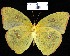  (Phoebis sennae - YB-BCI2726)  @14 [ ] No Rights Reserved  Unspecified Unspecified